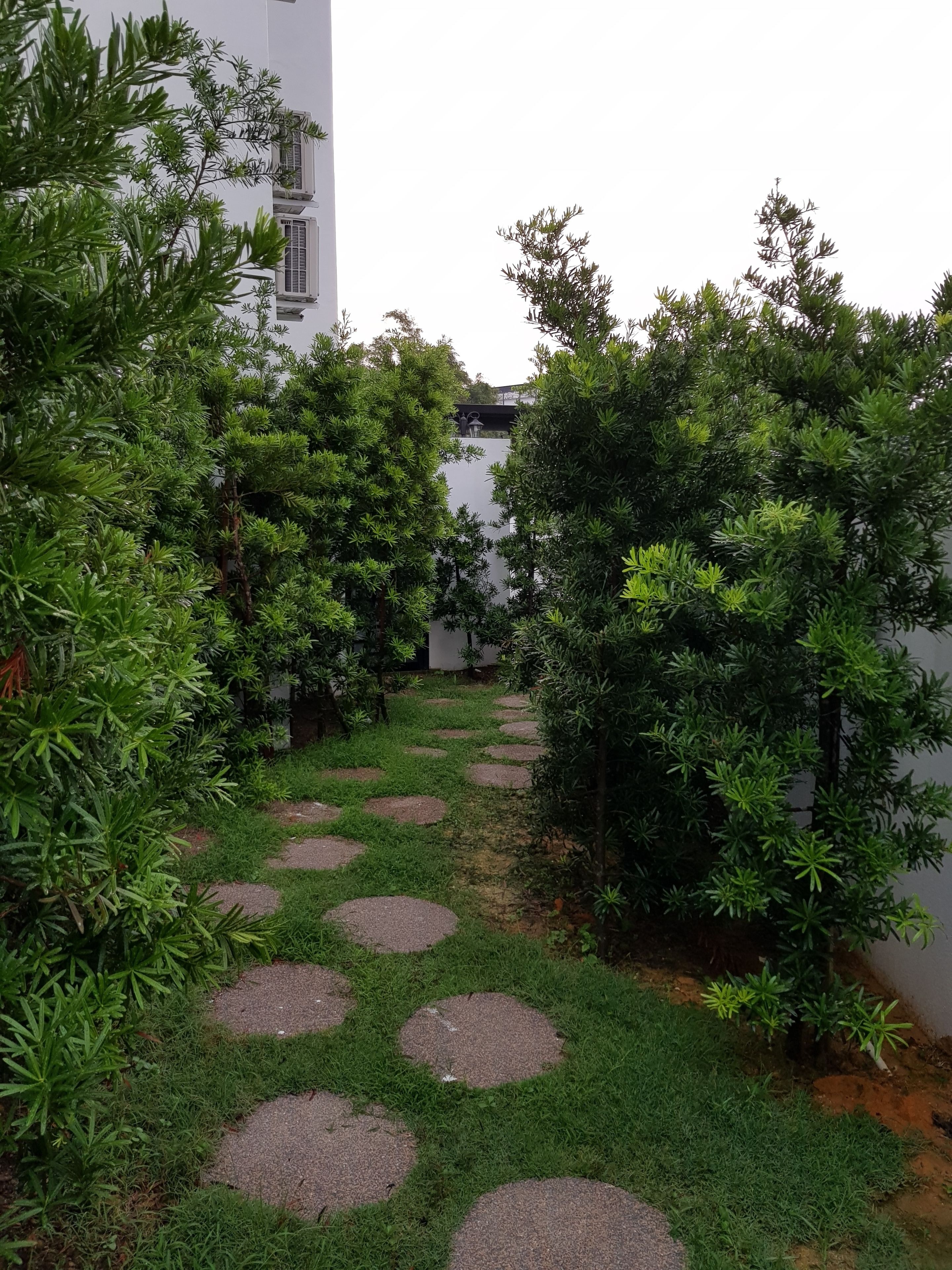 A garden pathway with circular stepping stones surrounded by lush greenery.
