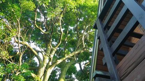 Ein großer Baum mit dichtem Laubwerk neben einer Holzhütte.