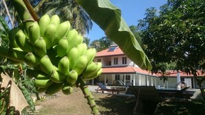 A house with a red-tiled roof, a swimming pool, and a garden with banana trees.