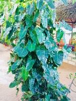Una planta verde exuberante con hojas grandes, una valla de madera y una estructura de techo de paja al fondo.