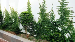 A row of green plants against a white wall, with a small tree in the center.