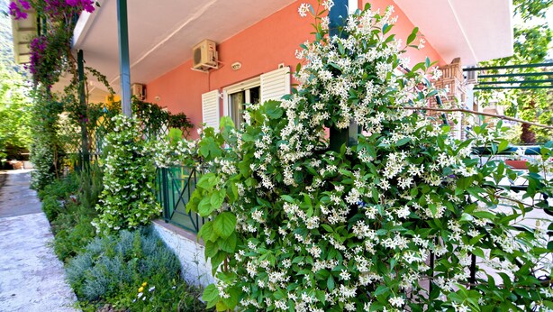 Een tuin met witte bloemen en groene begroeiing voor een gebouw met een roze gevel.