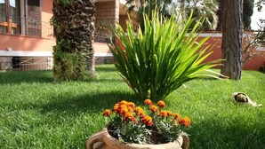 A terracotta pot with marigold flowers on a grassy lawn, a palm tree, and a building with balconies in the background. - Villa Marogna Rooms and Breakfast (Alghero)