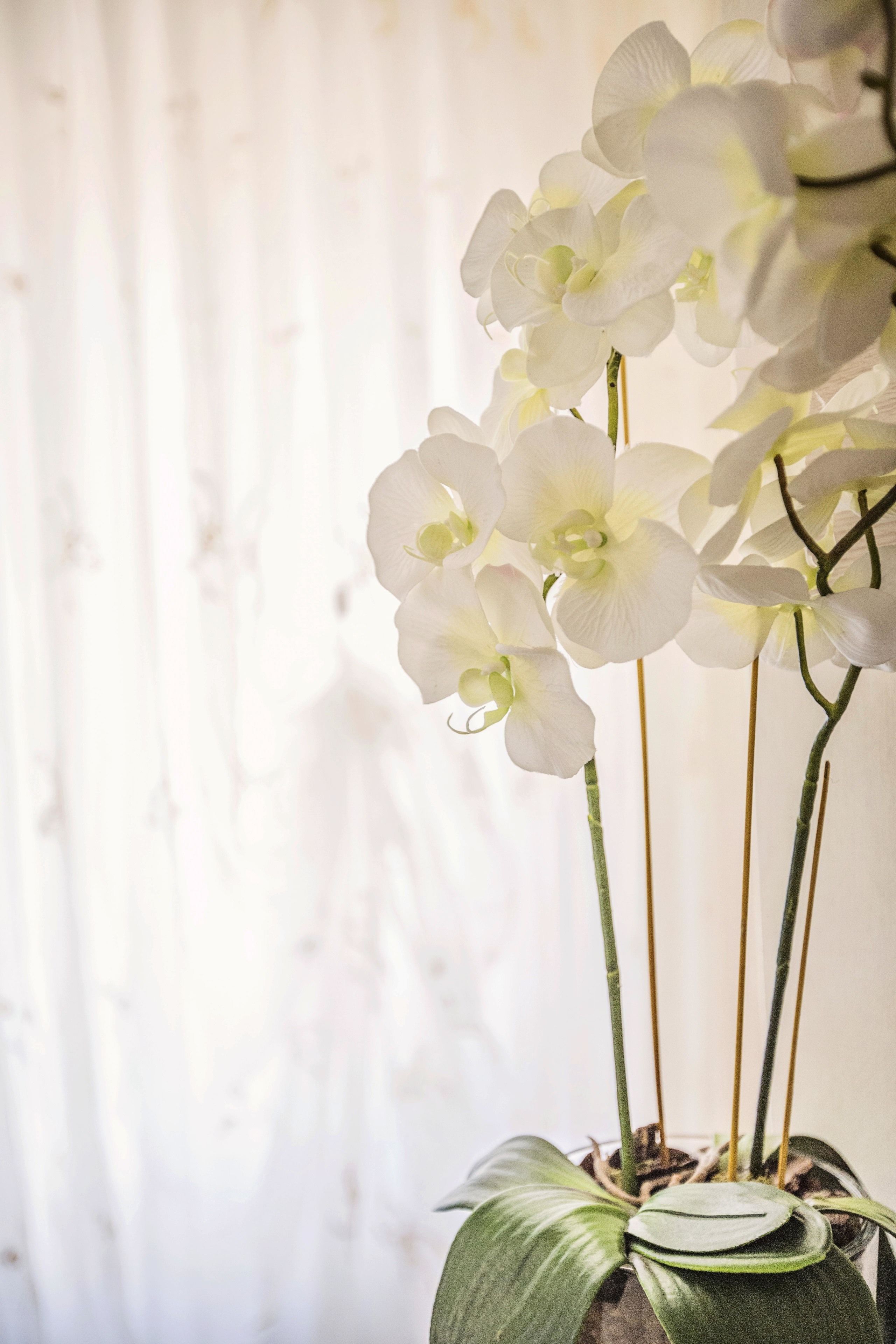 Une plante orchidée en pot, avec plusieurs tiges et des fleurs blanches, placée devant un rideau blanc.