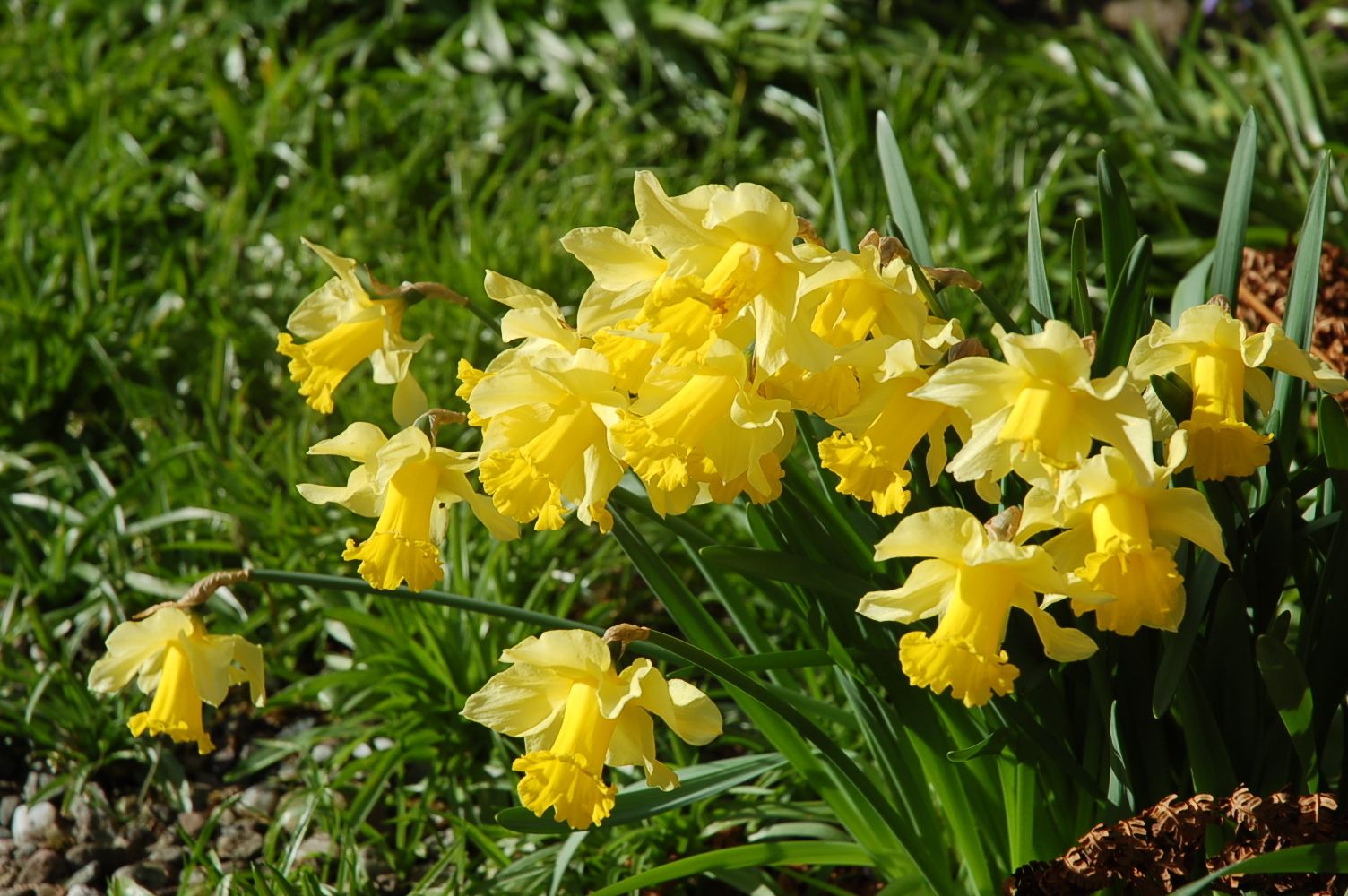 A cluster of yellow daffodils in a garden.