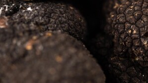 Gros plan sur des truffes noires à la surface texturée.