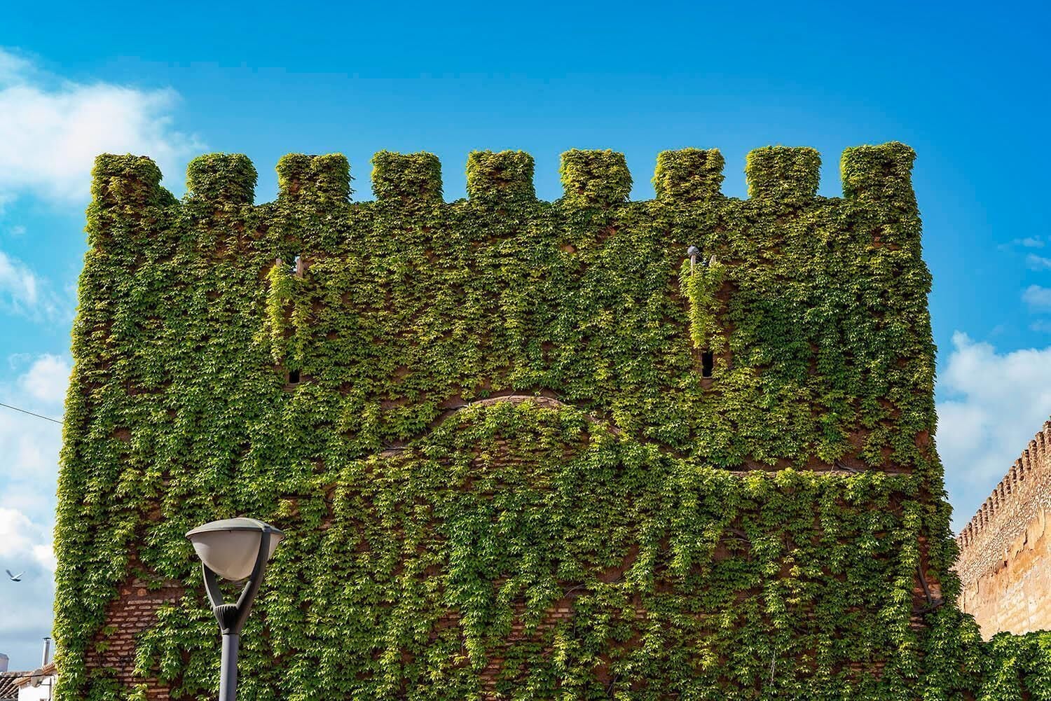 A building facade covered in green ivy.