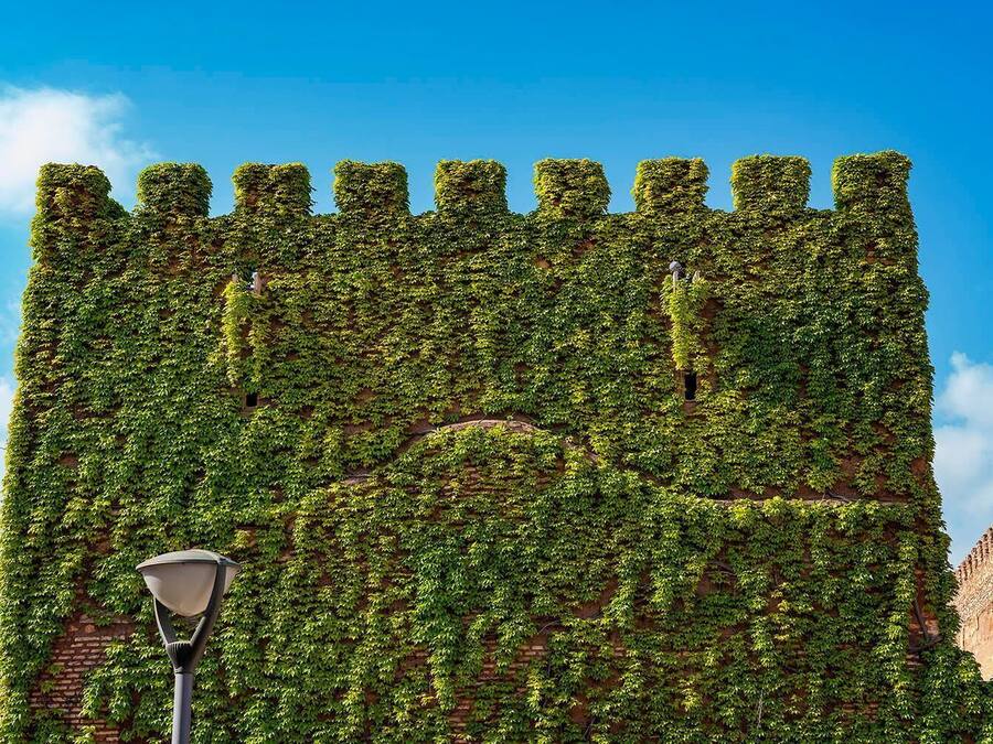 A building facade covered in green ivy.