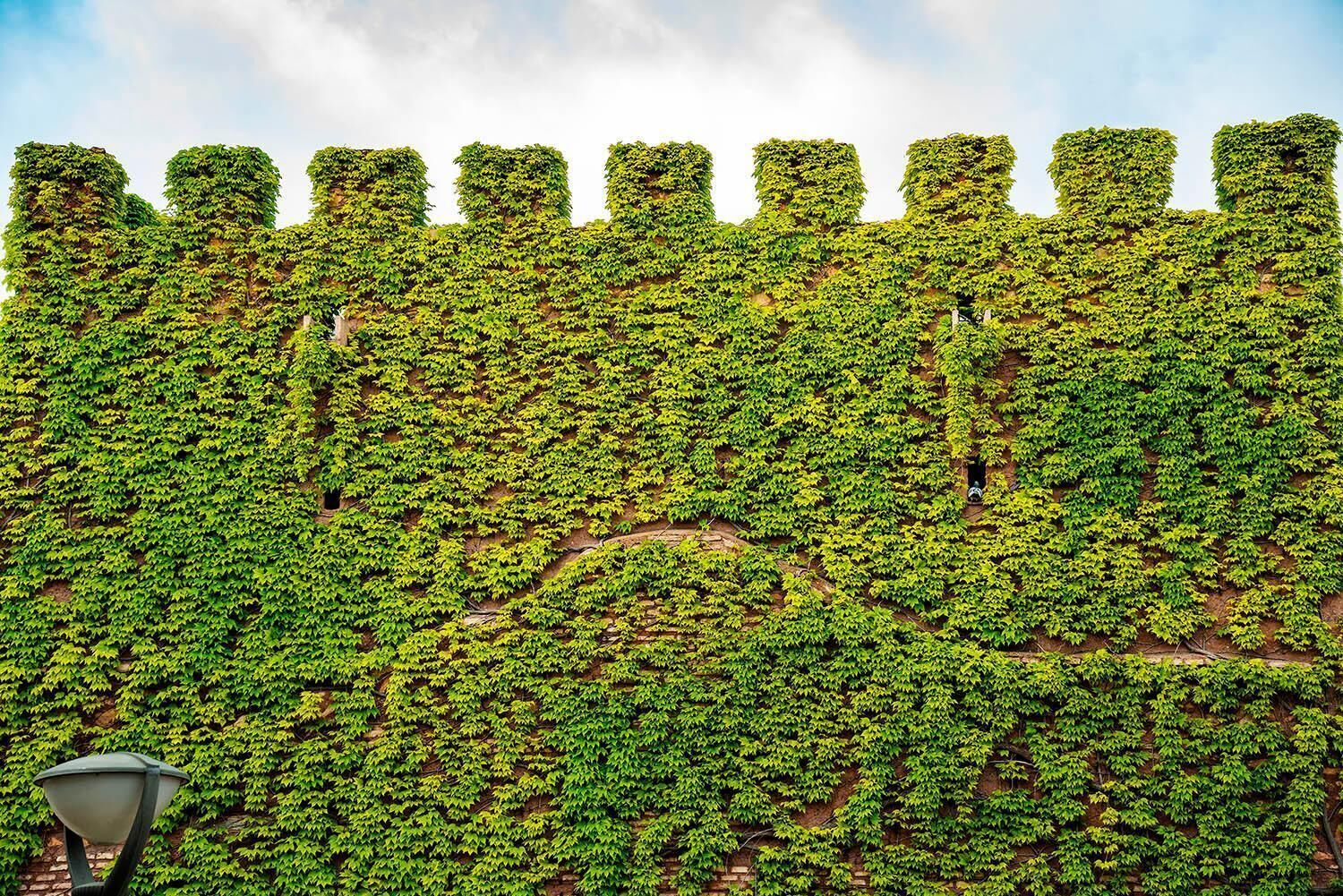 A wall covered with ivy, with a series of evenly spaced, rounded protrusions at the top.