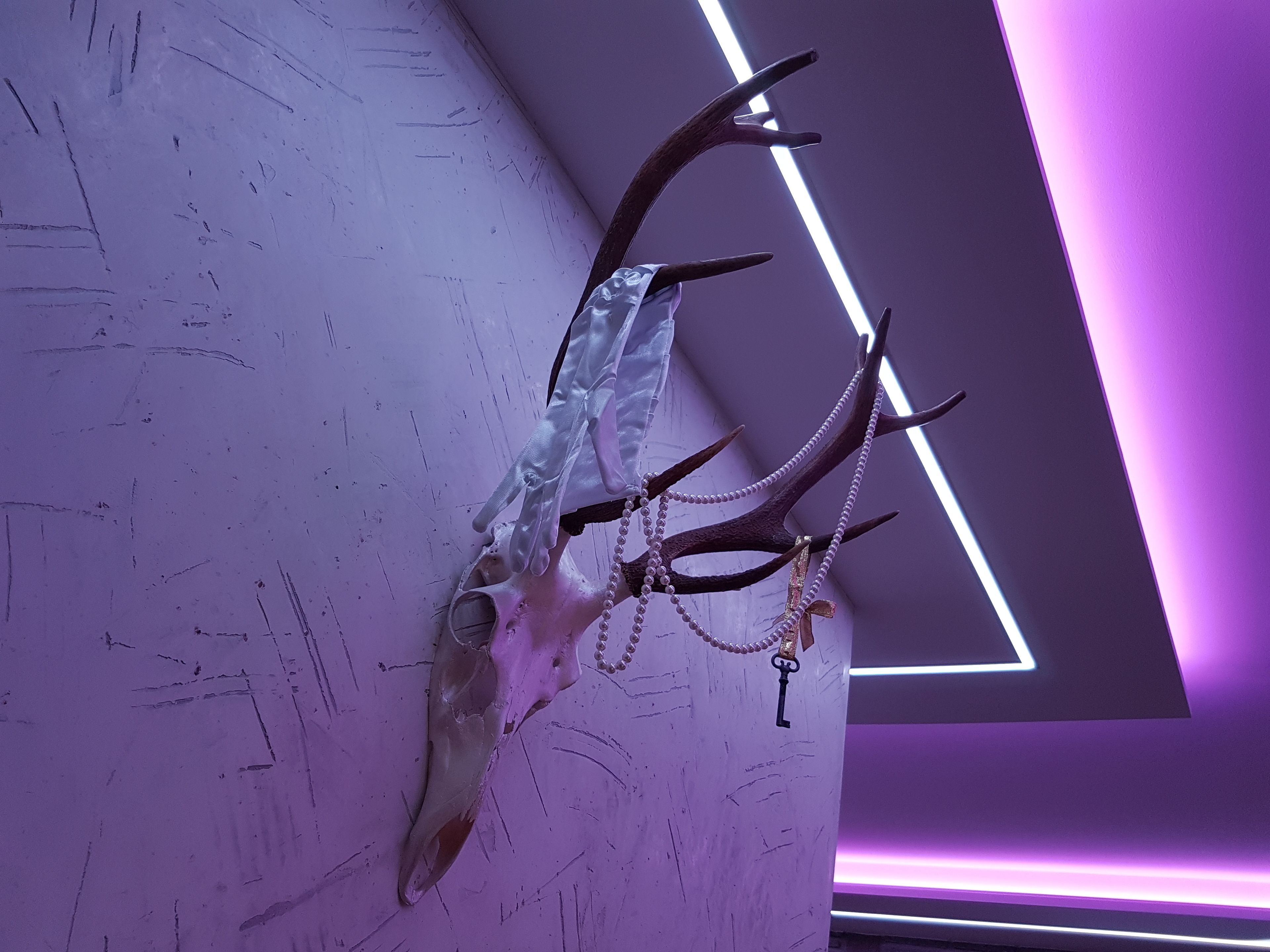 Un cráneo de venado colgado en la pared, con astas y un dije con forma de llave.