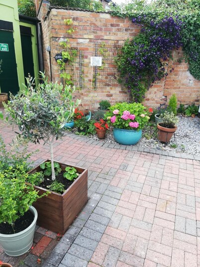 Olive Tree Guest House