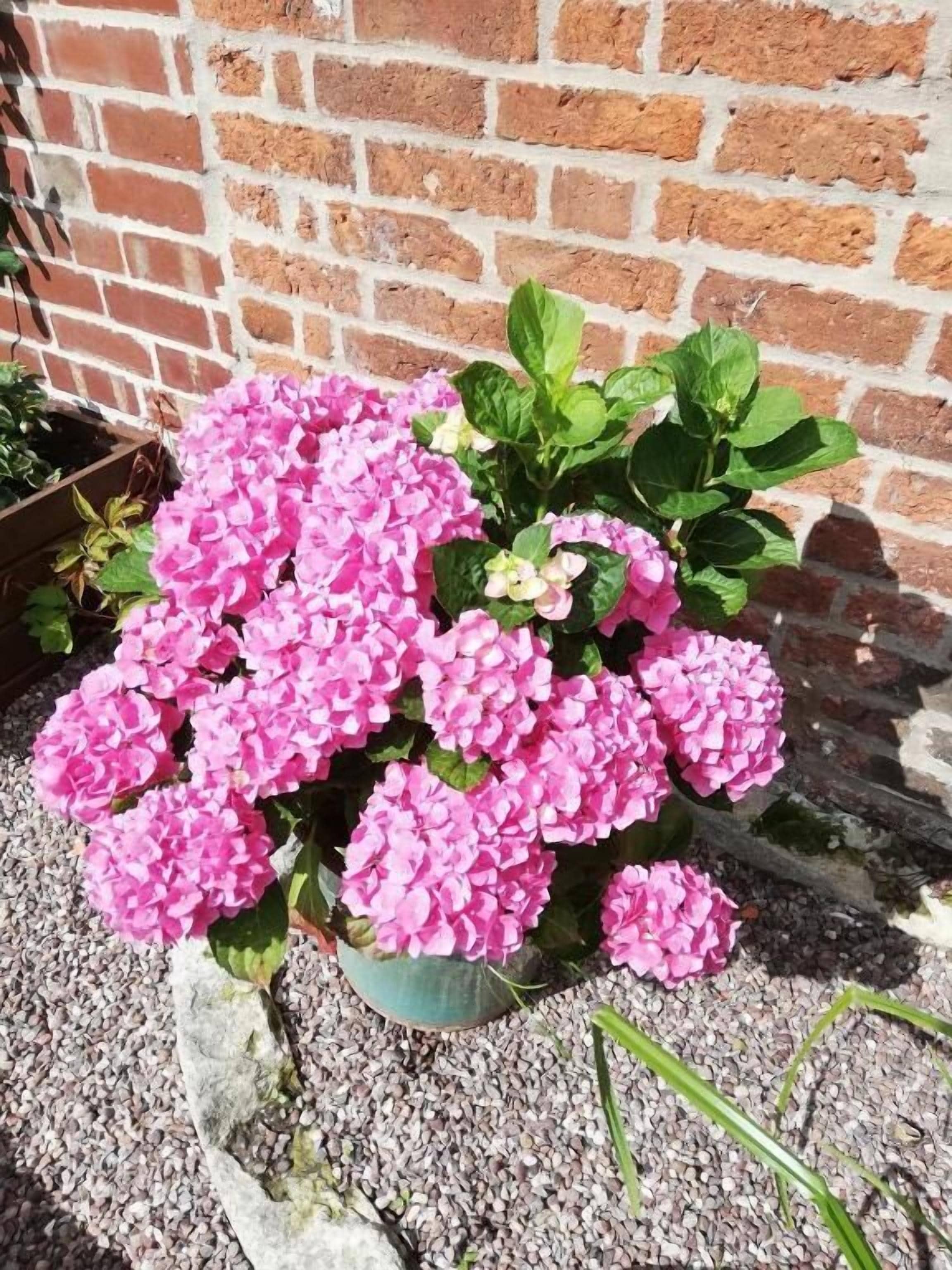 Ein Blumentopf mit rosa Blüten vor einer Ziegelwand.