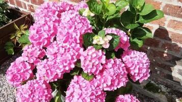 Ein Blumentopf mit rosa Blüten vor einer Ziegelwand.