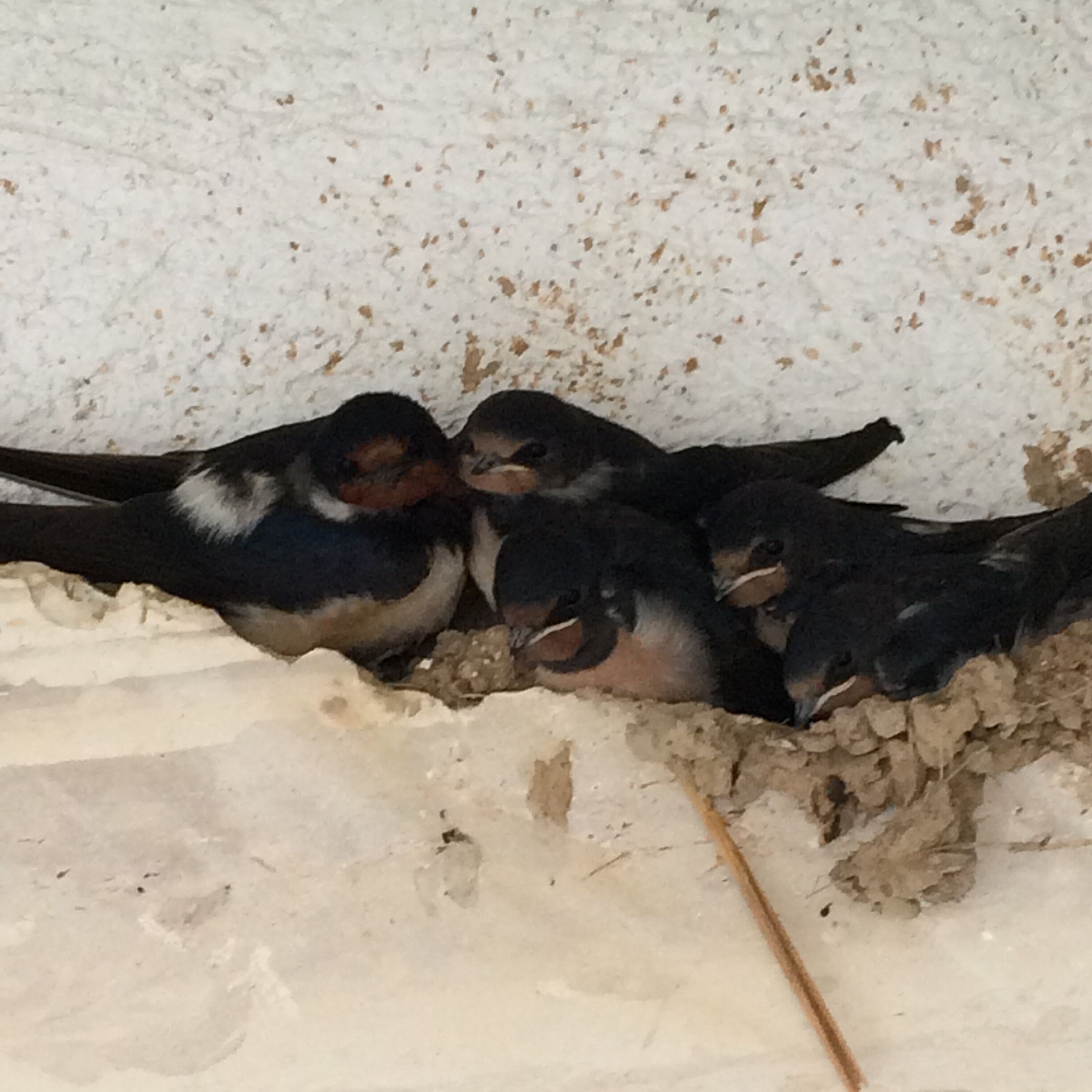 Drie vogels rusten in een nest.