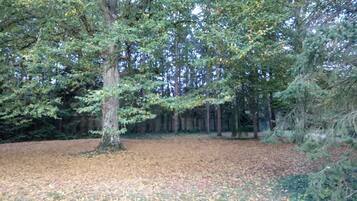 A forested area with a large tree in the foreground and a dense collection of trees in the background.