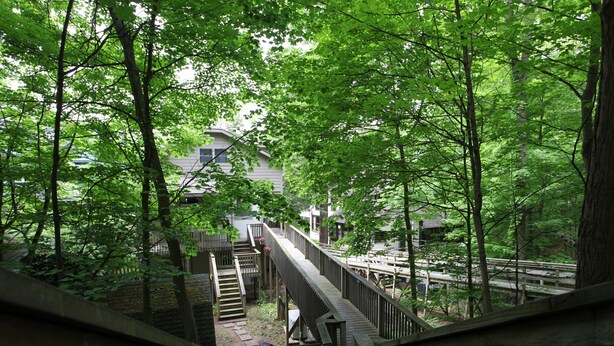 A wooden staircase leading to a house surrounded by dense green foliage.