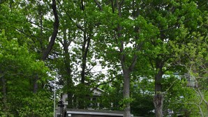 A wooden deck with a staircase leading to a house surrounded by trees.