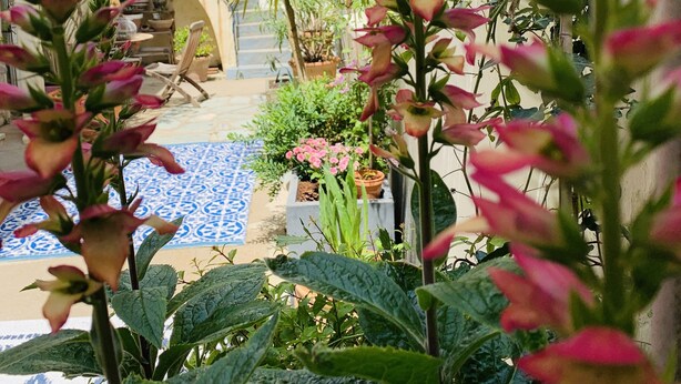Un patio con plantas en macetas, piso de diseño azul y una escalera.