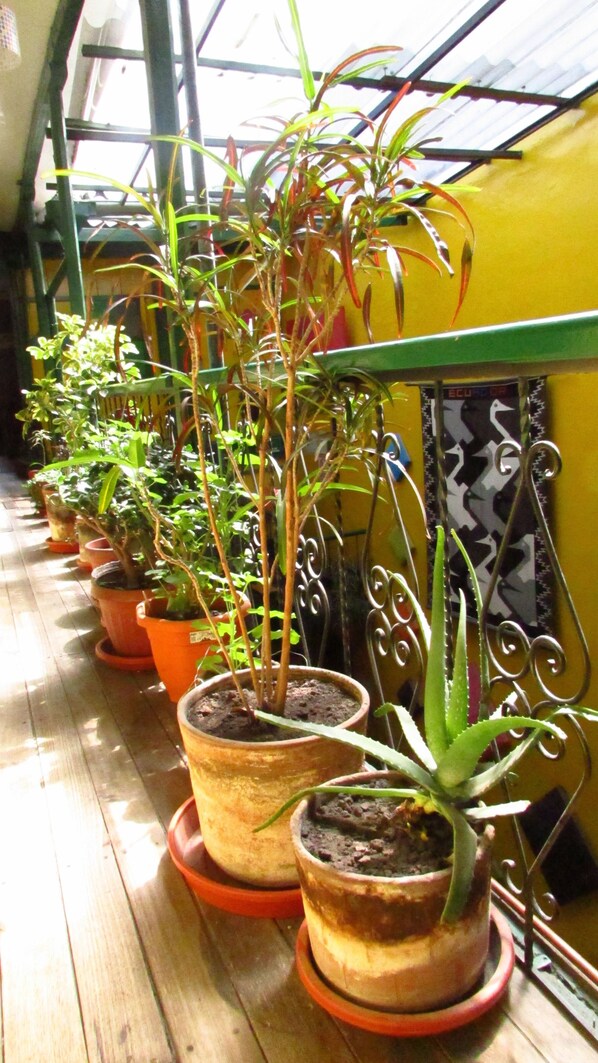A row of potted plants on a wooden floor in a greenhouse with a yellow wall and metal railings.