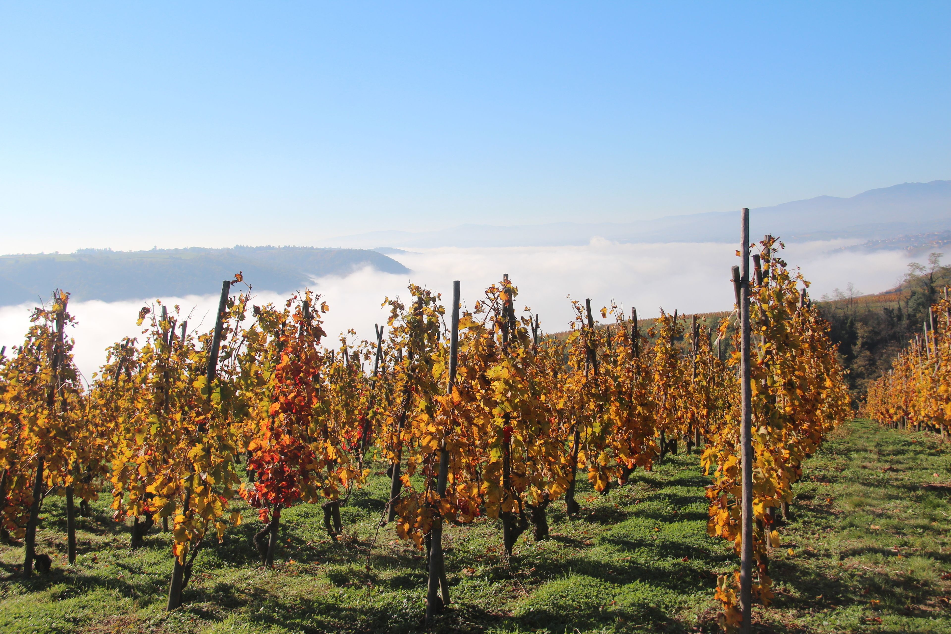 Foto - Hôtel Le Domaine des Vignes Ampuis Lyon Sud Vienne