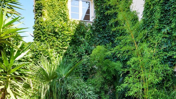 A courtyard with a paved pathway, potted plants, and lush greenery.