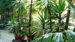 A courtyard with potted plants and a chair.