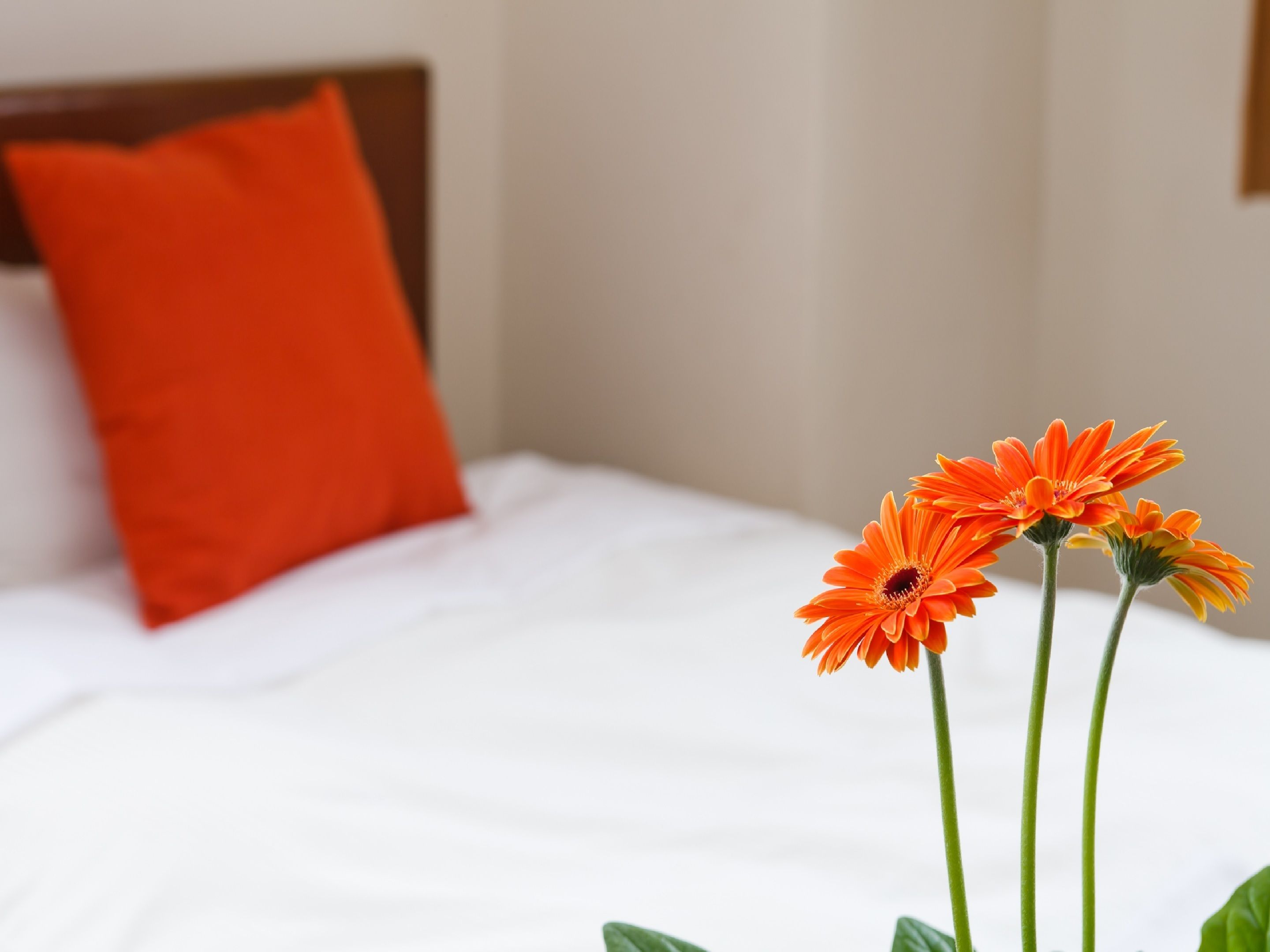 A bed with white sheets and a red pillow, and two orange flowers in a vase.