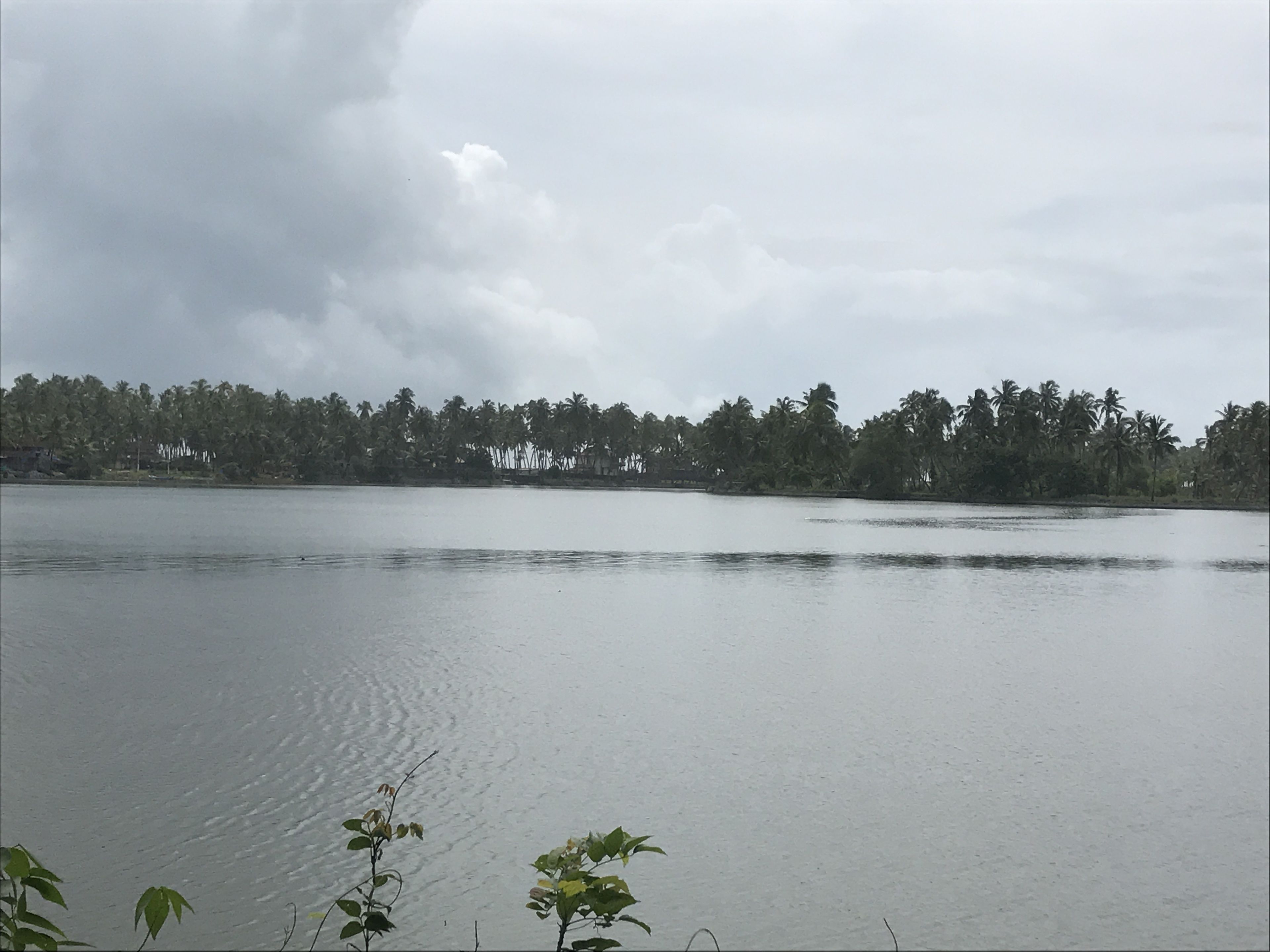 Un lago tranquilo con una densa hilera de palmeras al fondo.