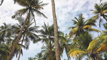 Tropische Szenerie mit Palmen, einem kleinen gelben Gebäude mit rotem Dach und blauem Himmel.