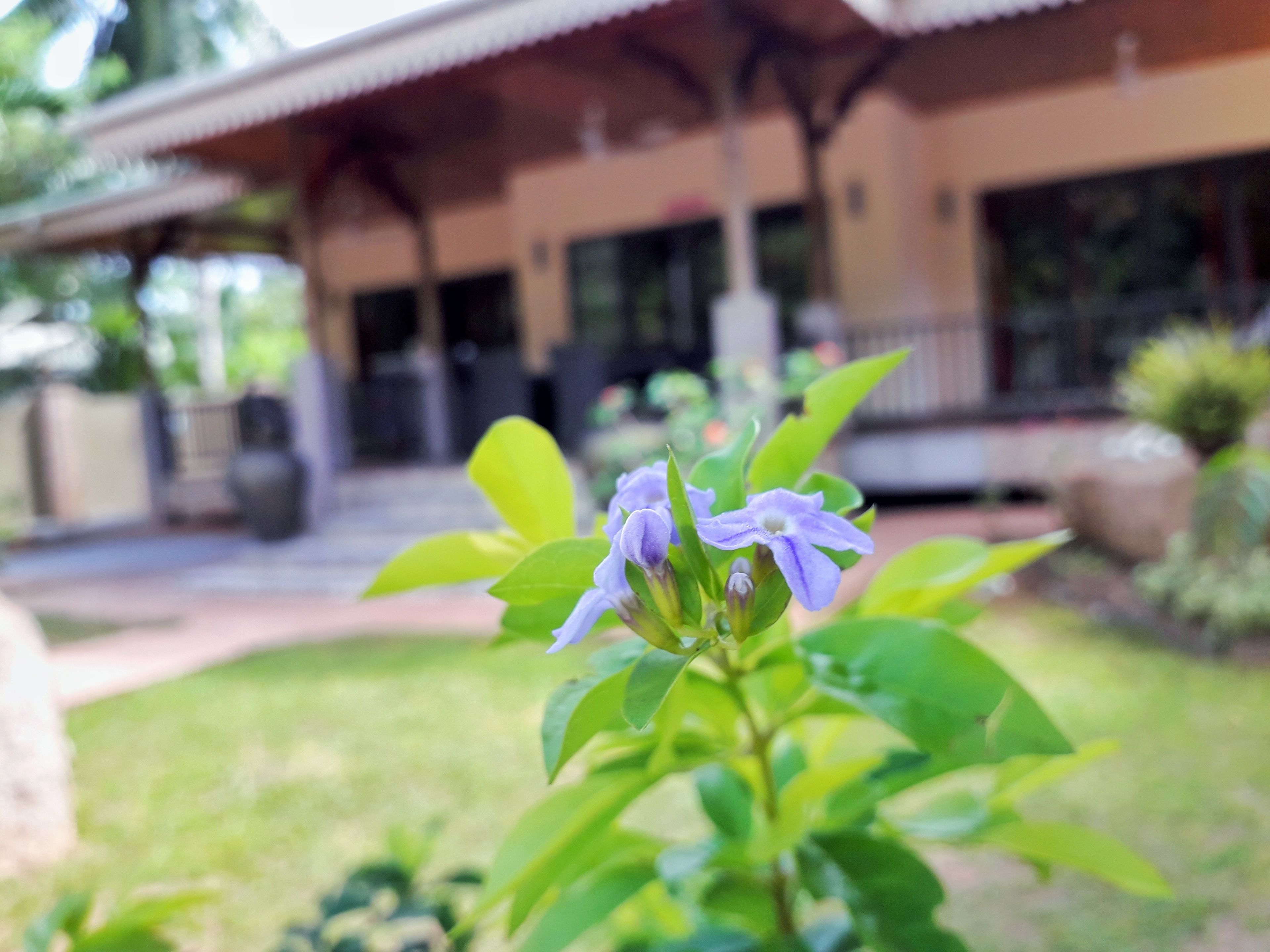 Taman