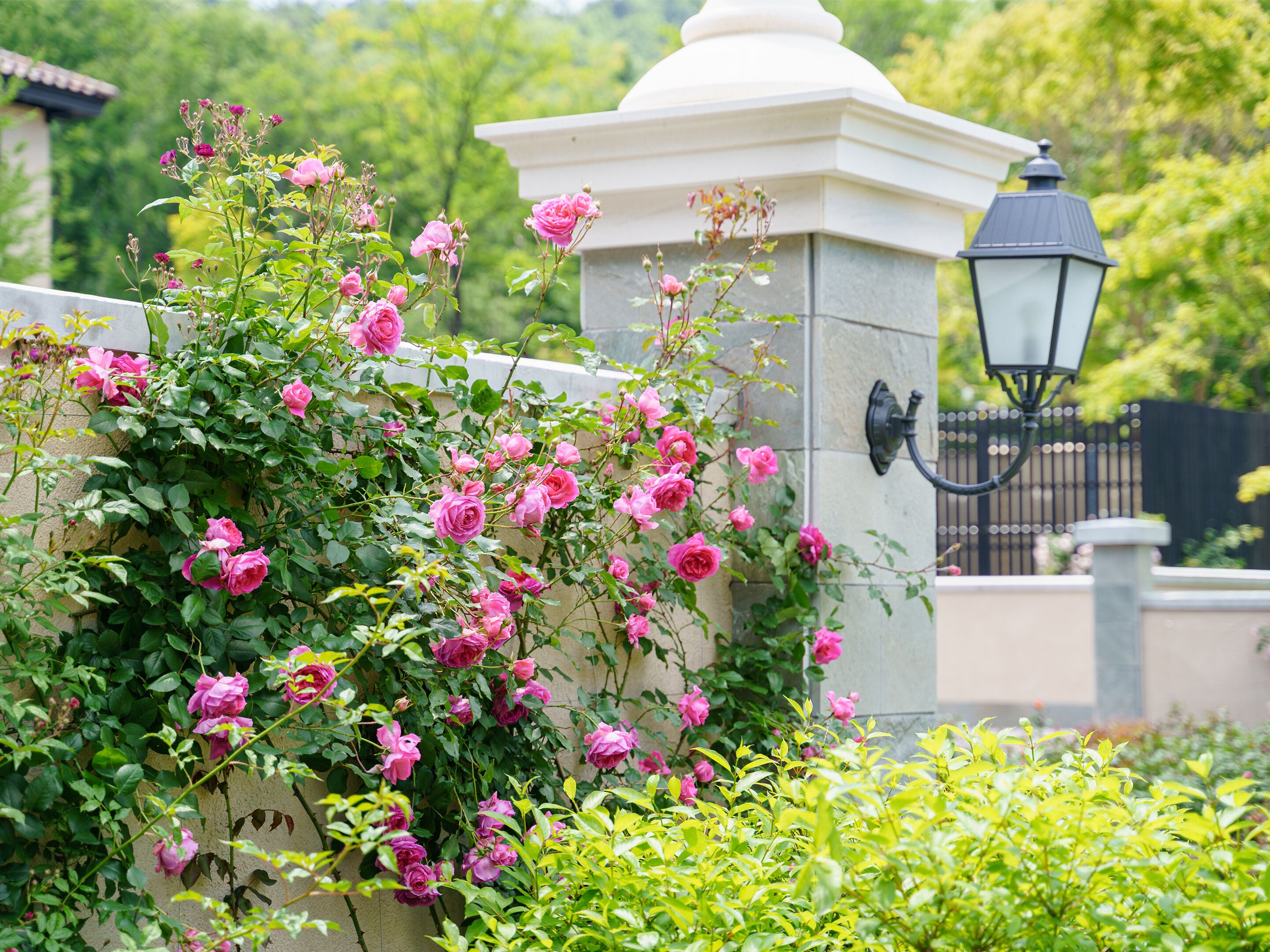 Een tuin met roze rozen die een muur beklimmen, een wit gebouw en een zwarte lantaarnpaal.