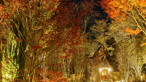 A pathway leading to a traditional building surrounded by trees with autumn foliage. - Le Grand Karuizawa Hotel&Resort (Karuizawa)