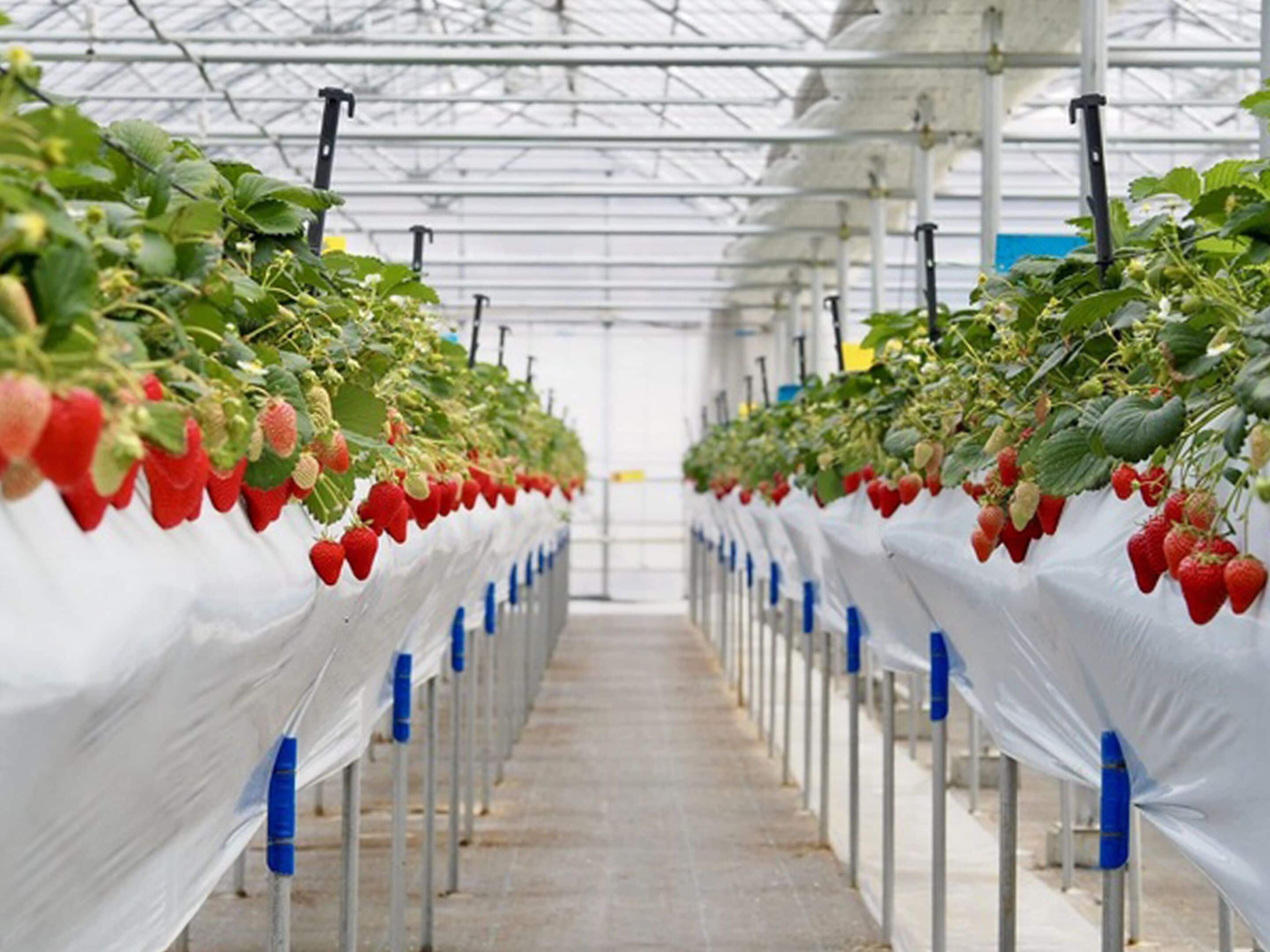 Uma estufa com fileiras de plantas de morango.