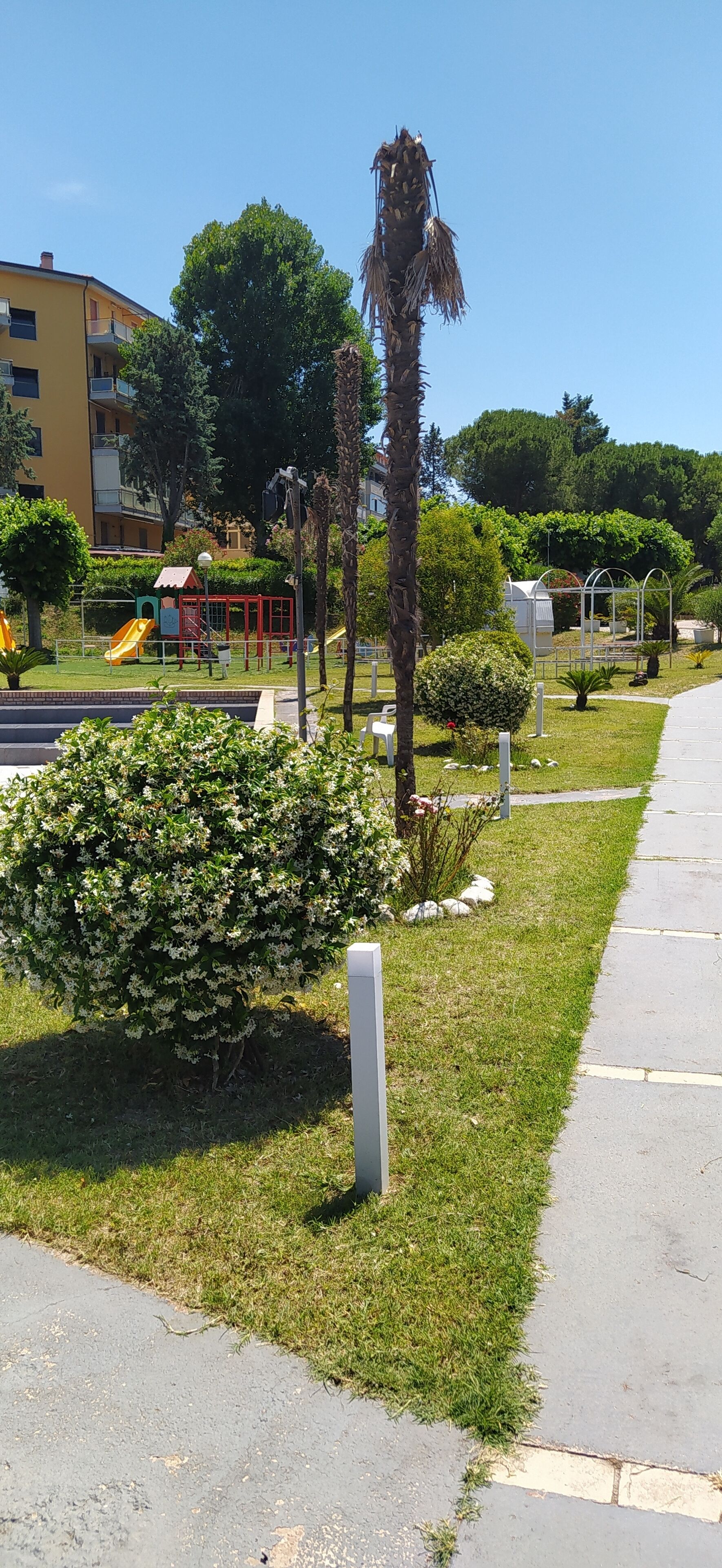 A park with a playground, a palm tree, and a building in the background.