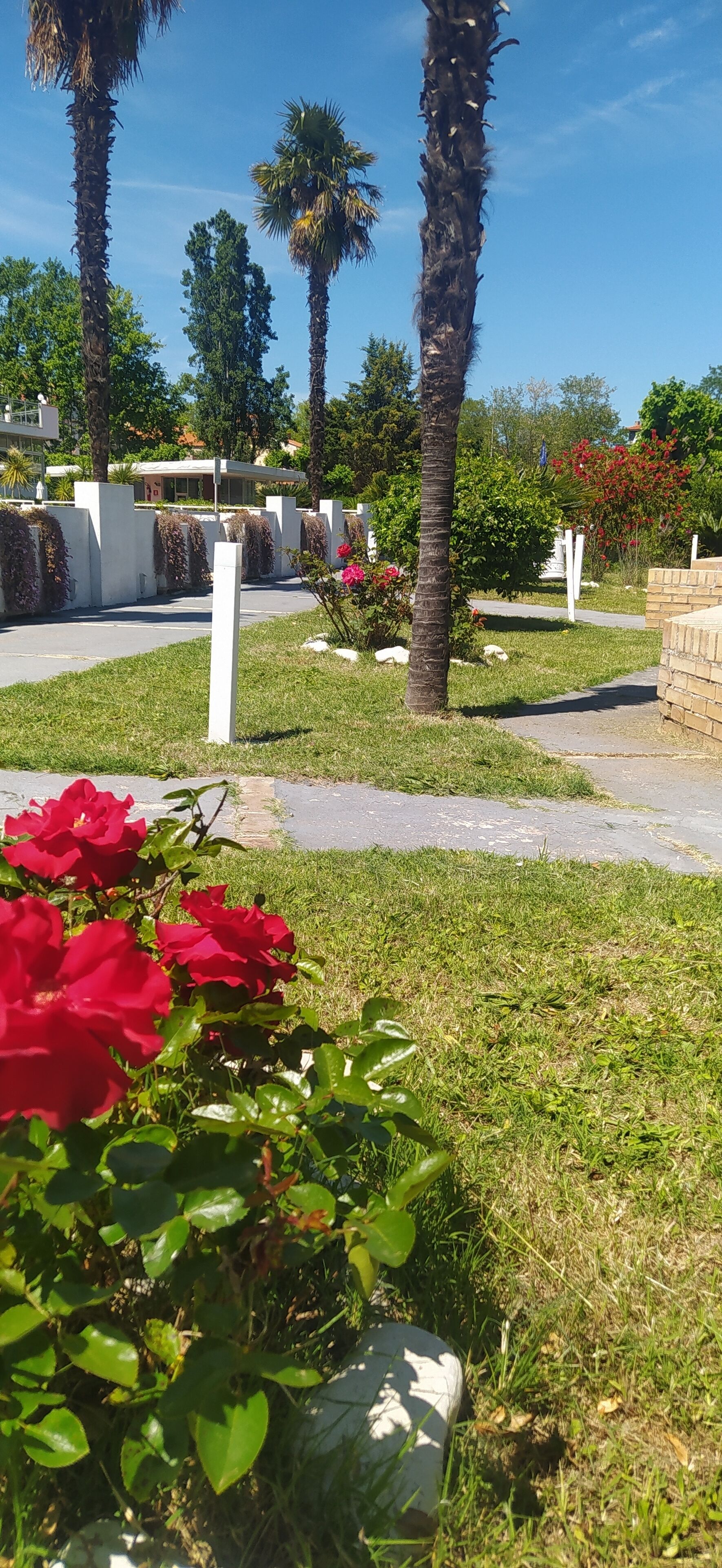 A landscaped area with palm trees, red flowers, and a paved walkway.