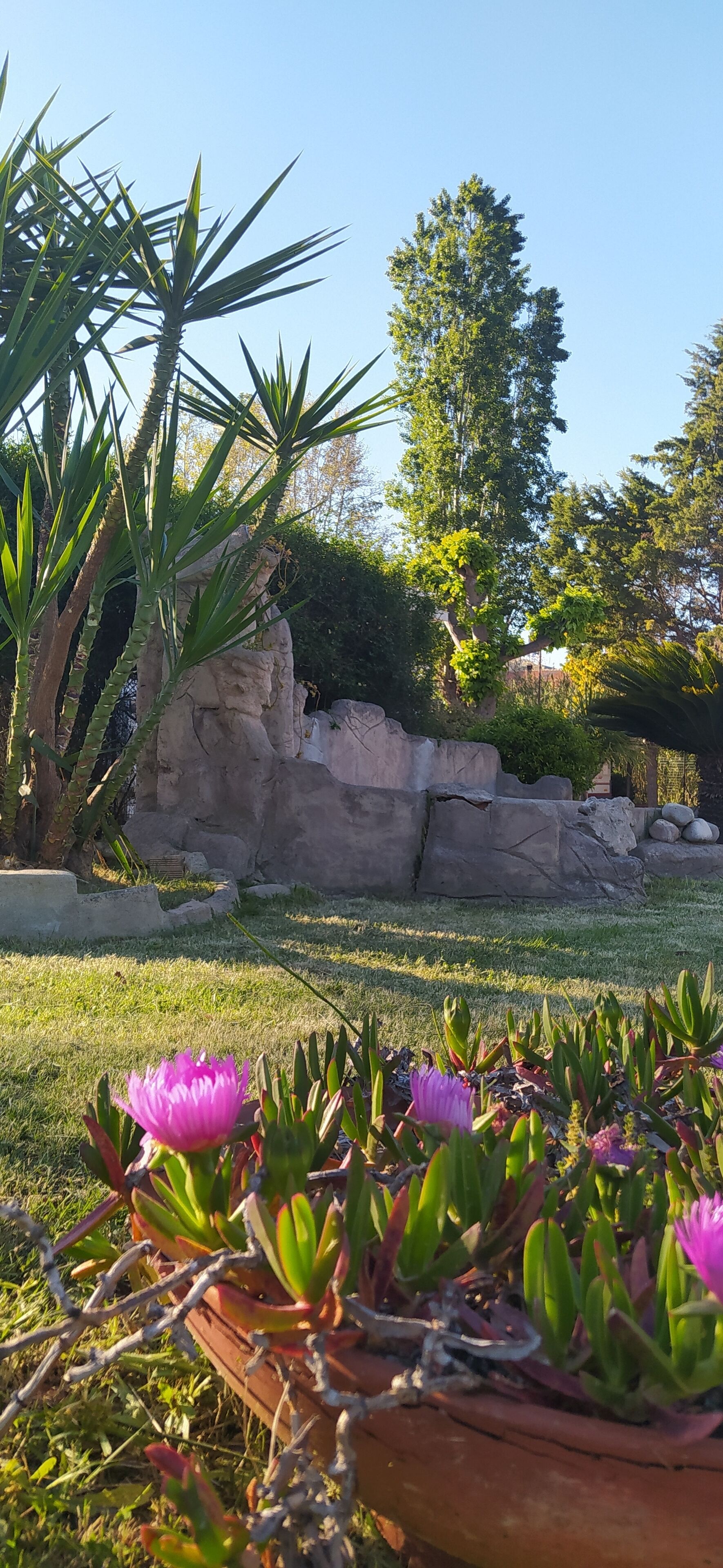 Un jardín con un muro de piedra, una palmera y una flor rosa en primer plano.