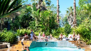 Une piscine entourée de palmiers et de verdure.