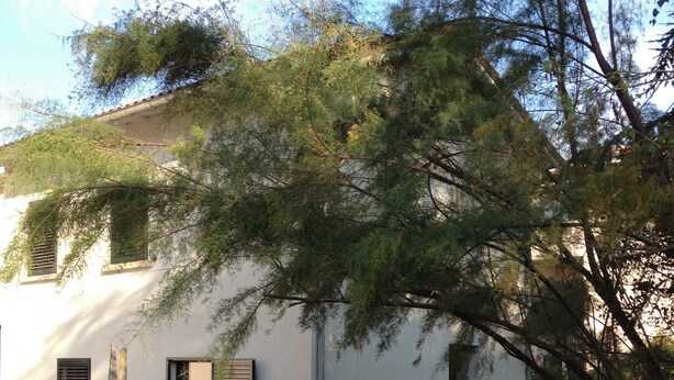 A white building with shutters, a small garden, and a tree in front. - Demeure et Dependance (Tassin-la-Demi-Lune)
