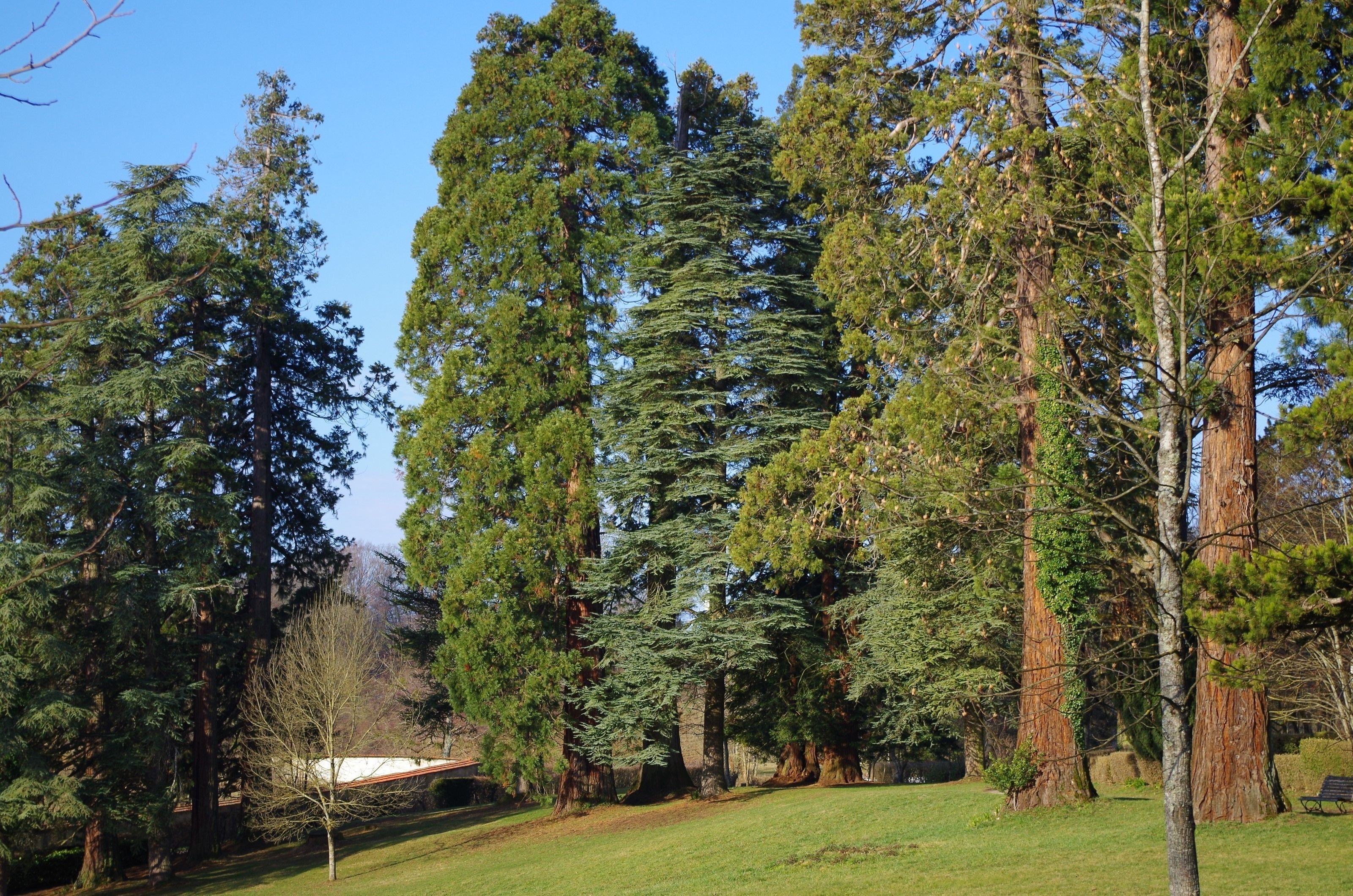 Un parc avec de grands arbres et une pelouse.