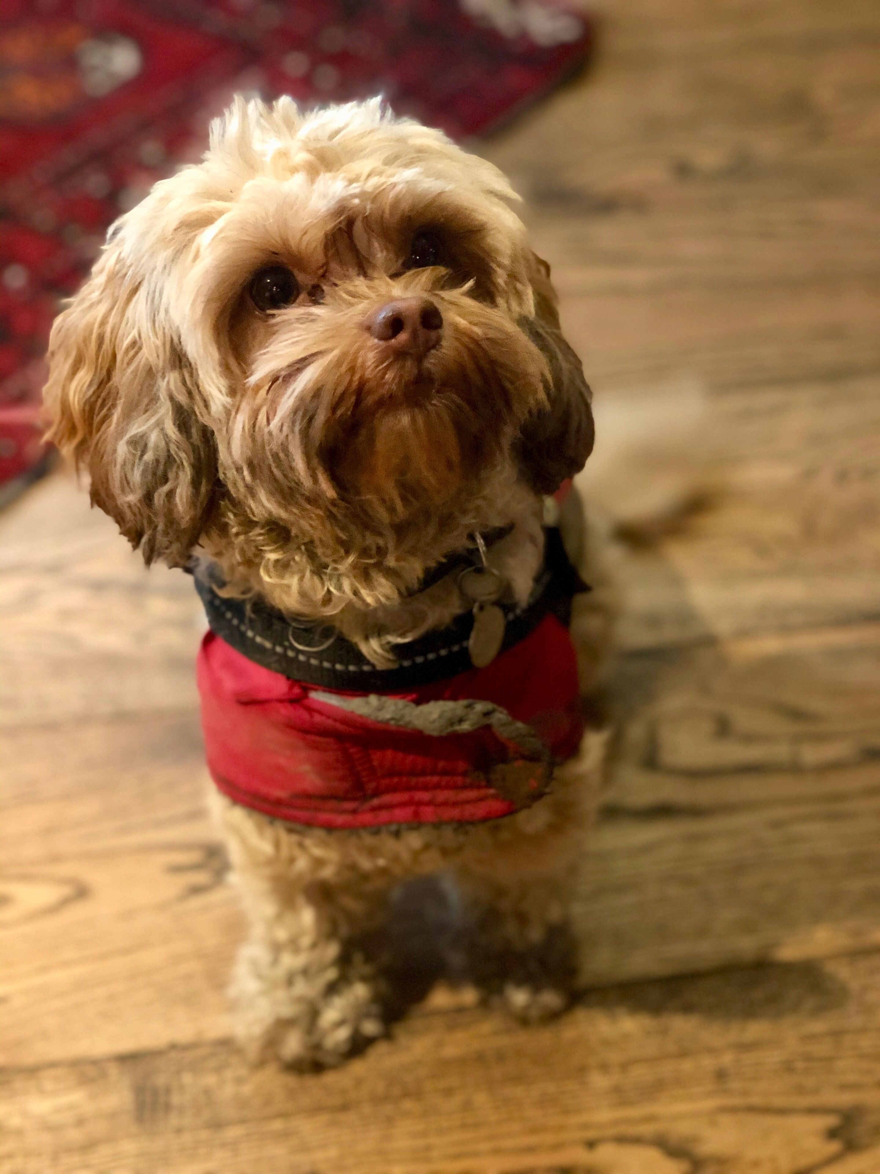 A small dog with curly fur and a red vest standing on a wooden floor.