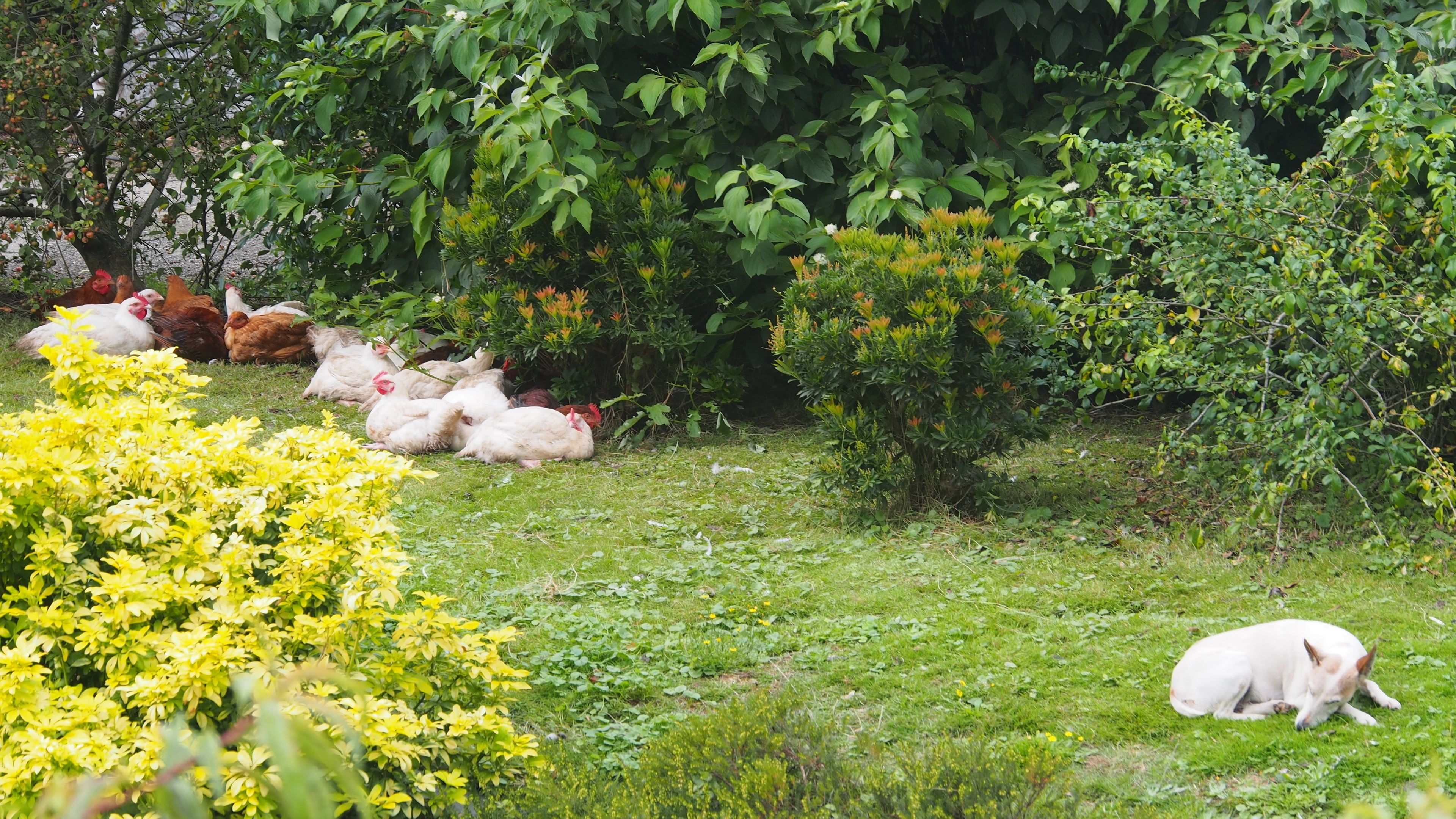 Un jardín con diversas plantas y un perro tumbado sobre el césped.