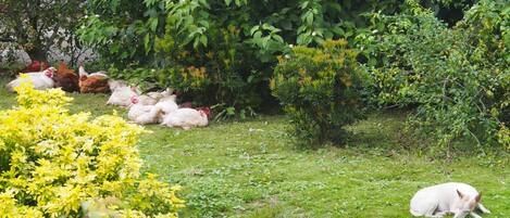 Een tuin met diverse planten en een hond die op het gras ligt.