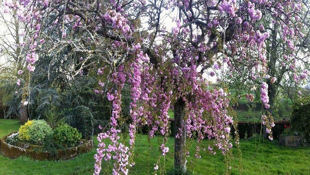 Un arbre aux fleurs roses dans un jardin aménagé.
