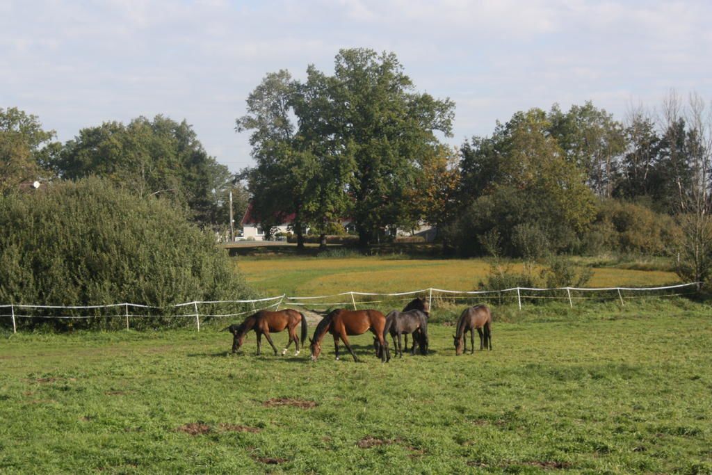 A fenced outdoor area with horses grazing.