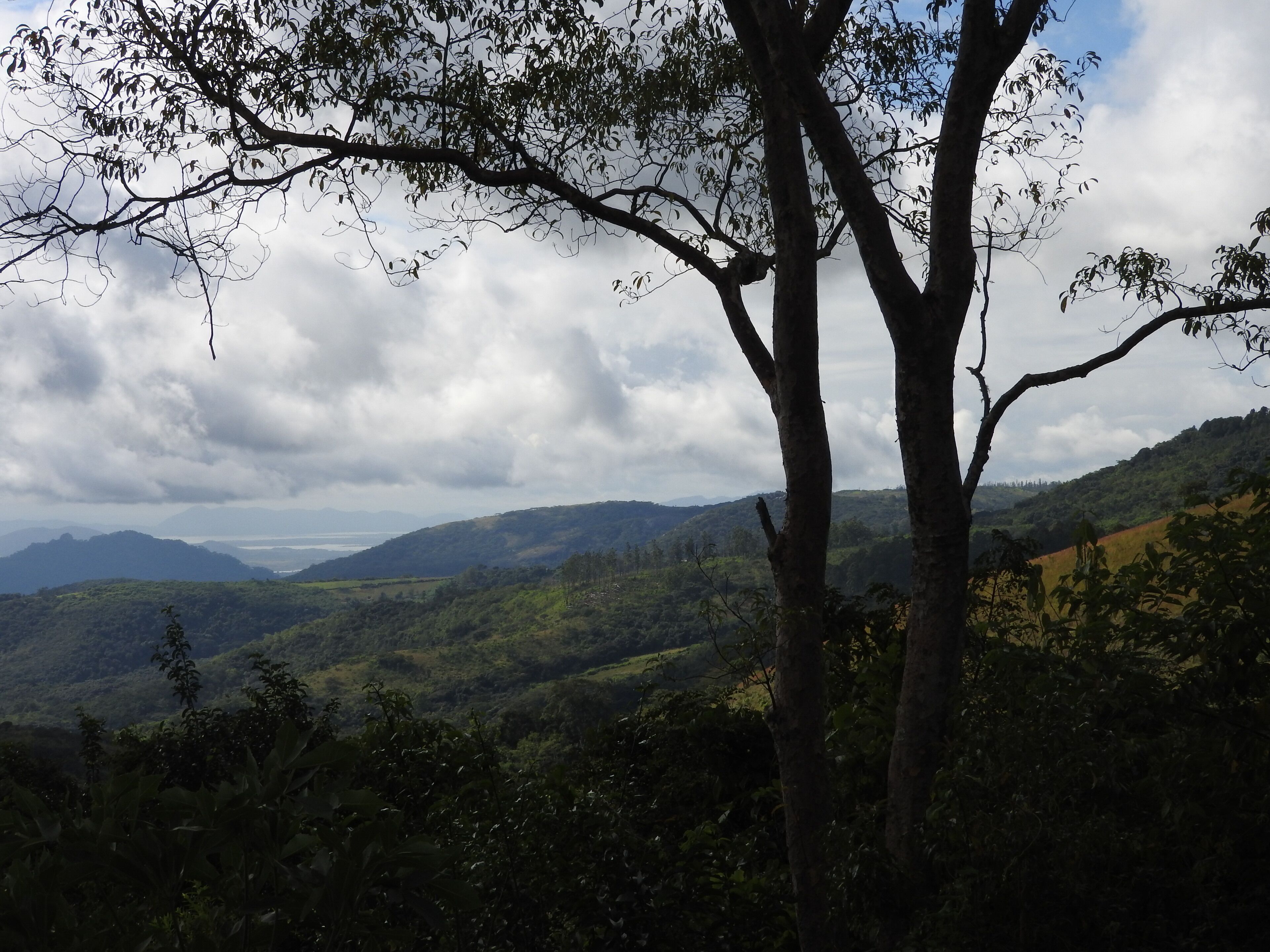 A landscape with a prominent tree in the foreground, a hilly terrain, and a cloudy sky.