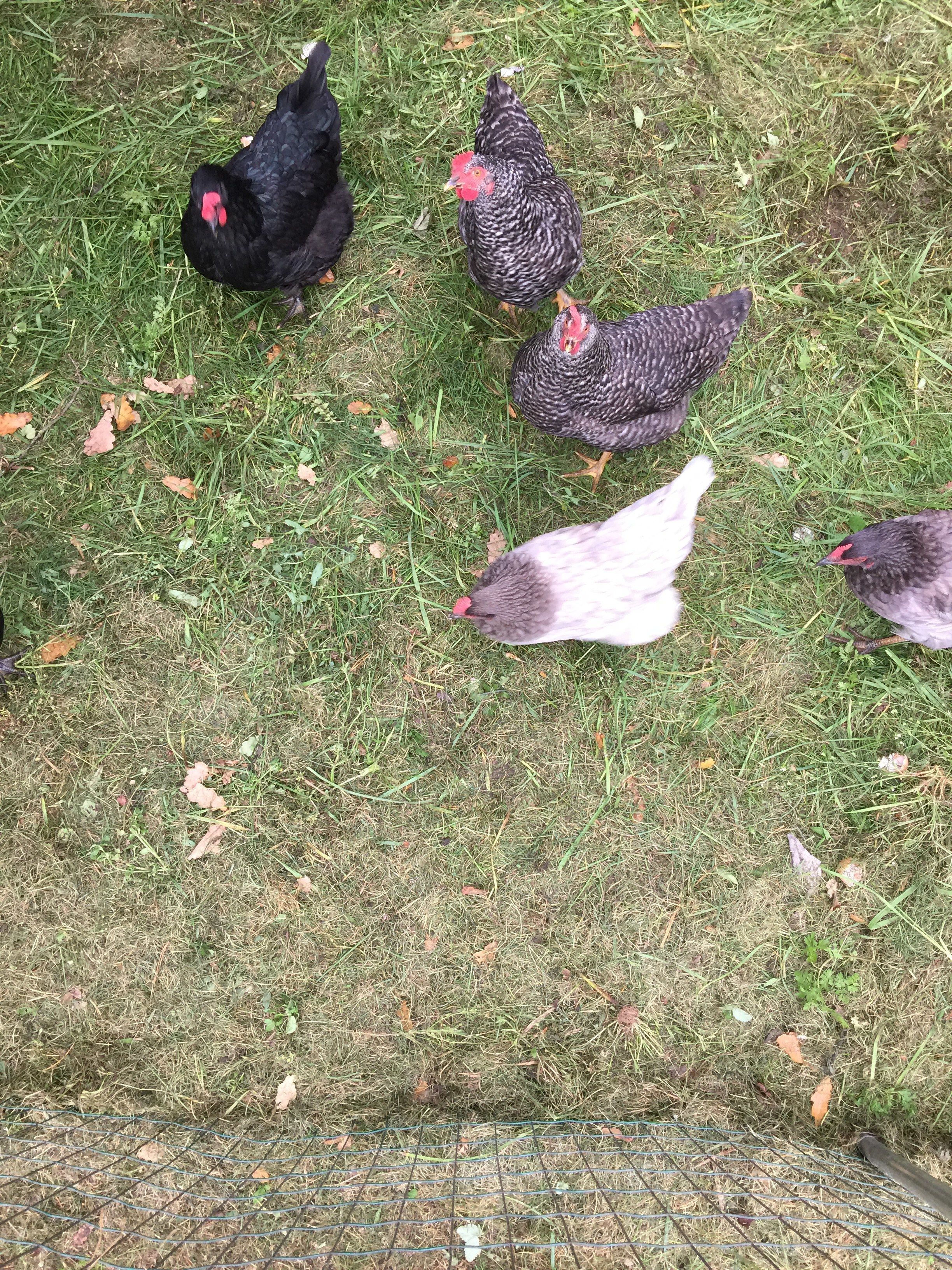 Un gruppo di galline in un'area erbosa con una recinzione in filo metallico.