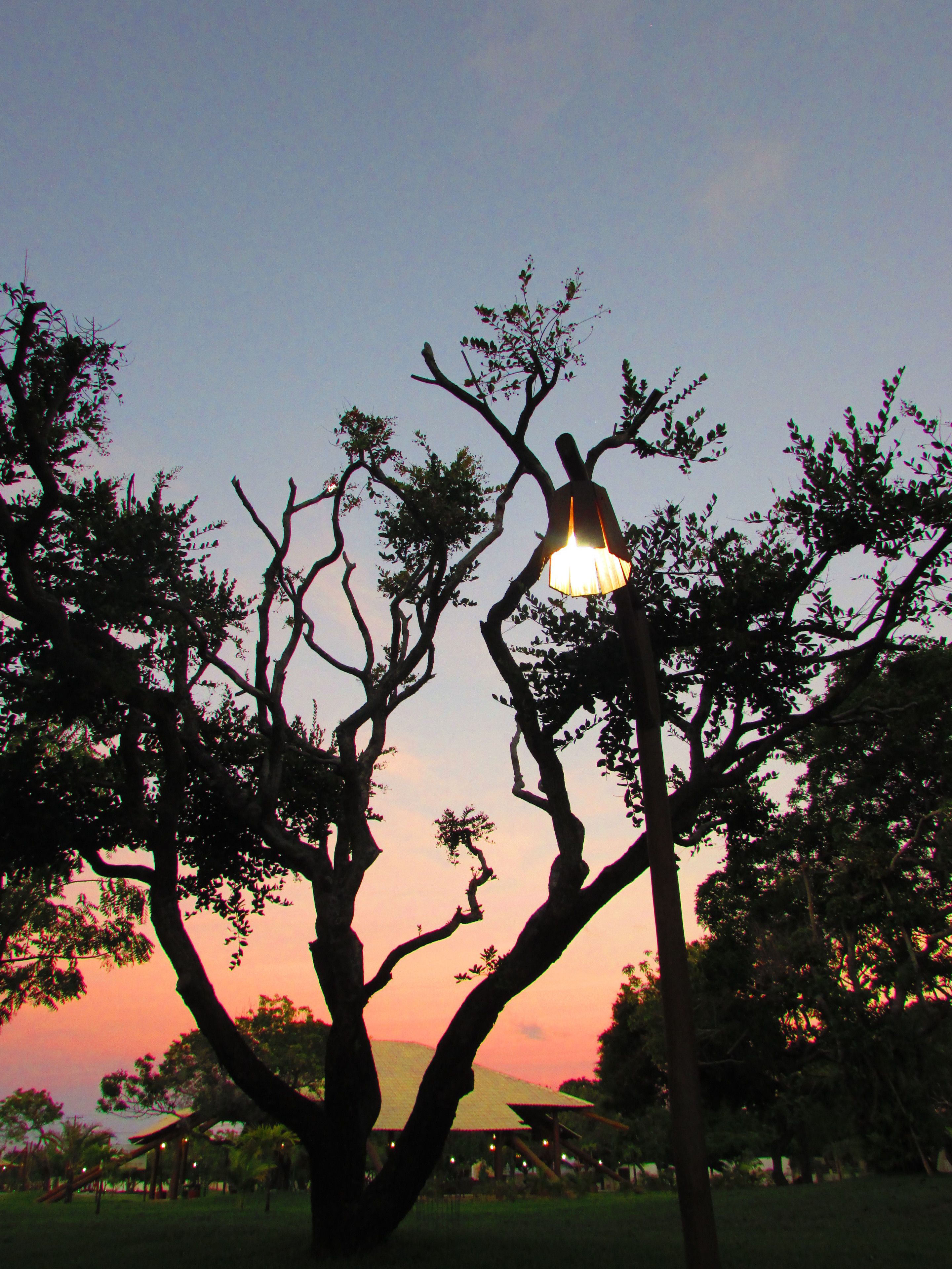 Un árbol con una lámpara colgante contra un cielo al atardecer.