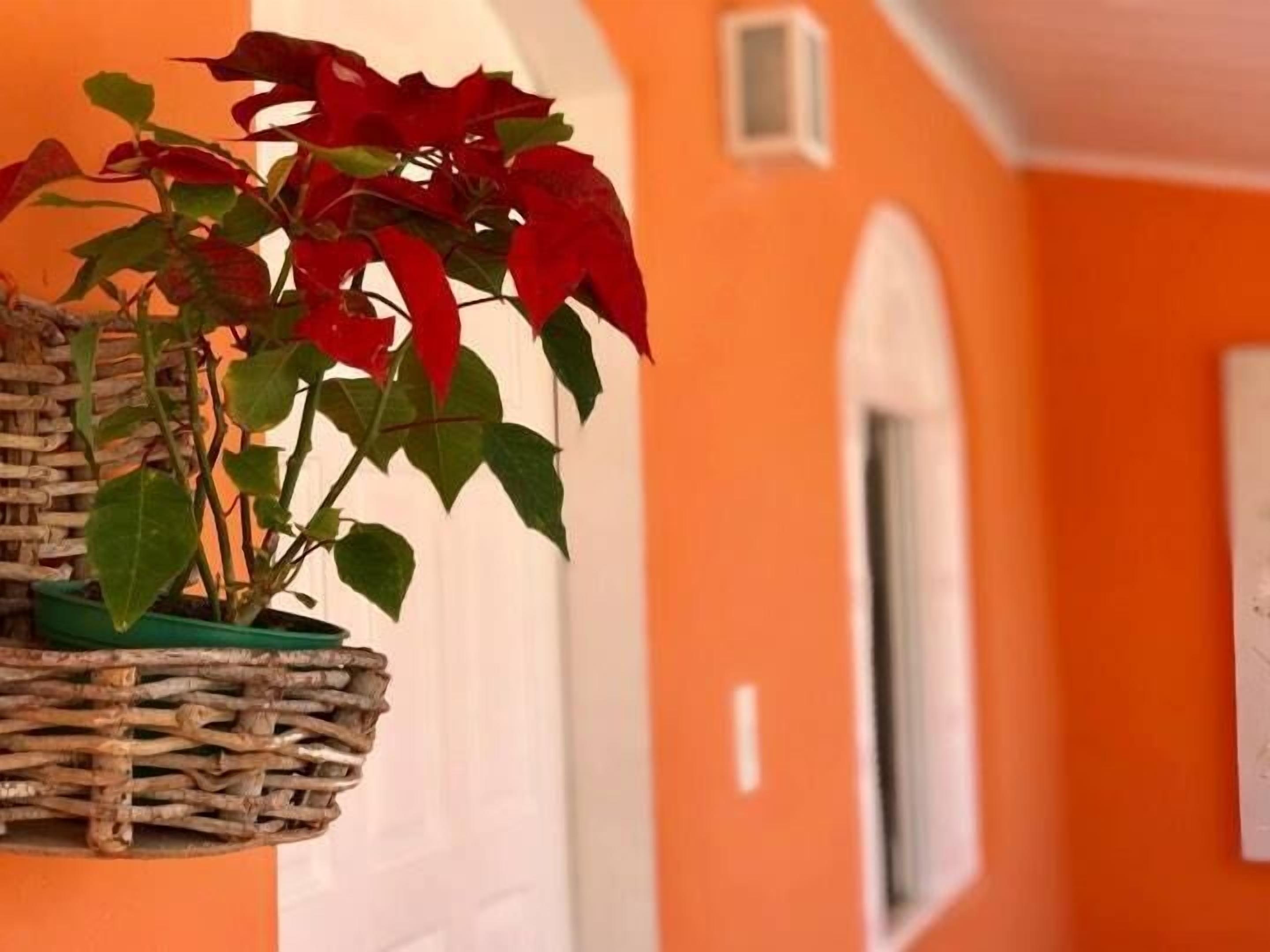 Una cesta colgante con follaje rojo frente a una pared naranja.