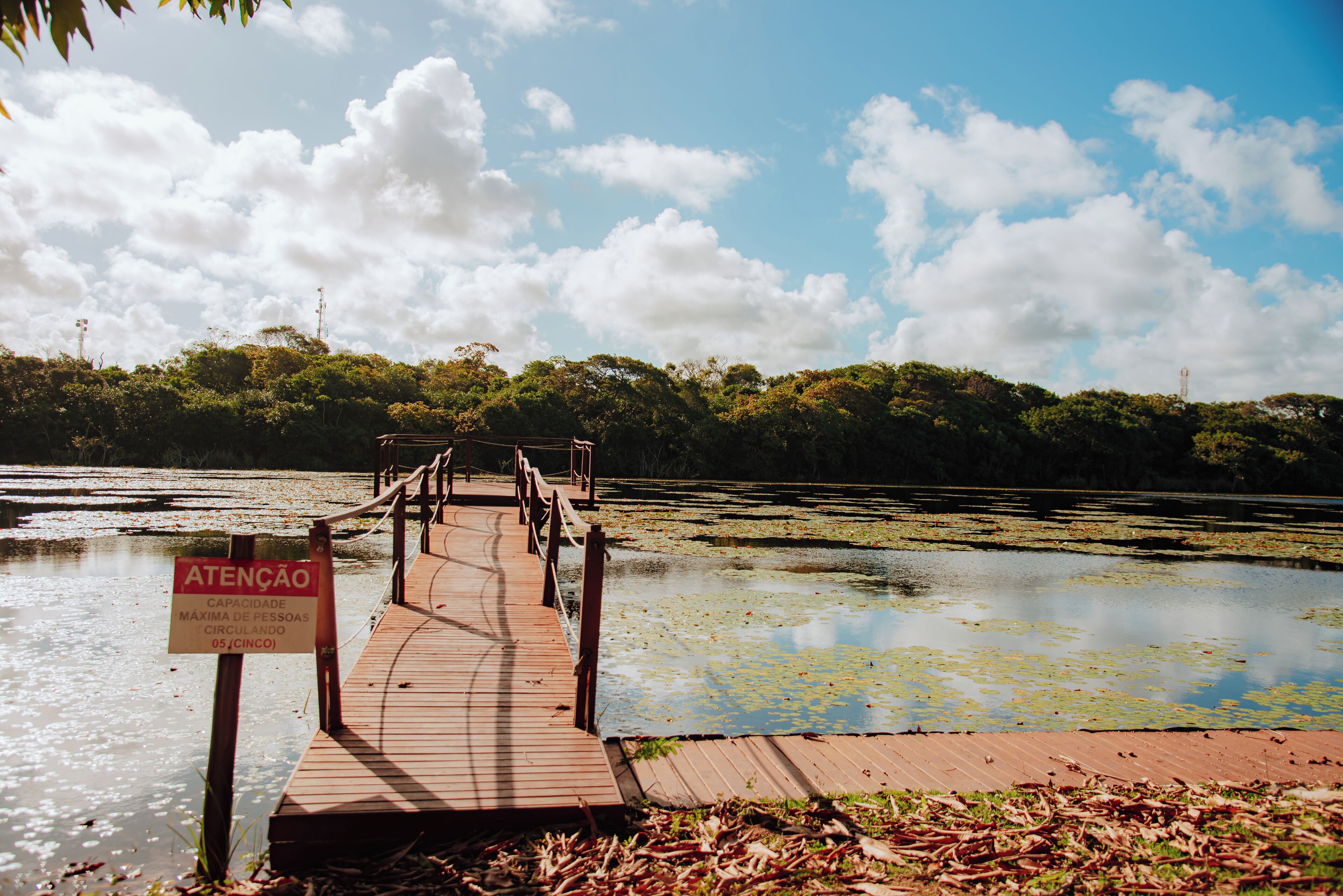 A wooden pier leading into a body of water with lily pads, surrounded by dense greenery and a partly cloudy sky.