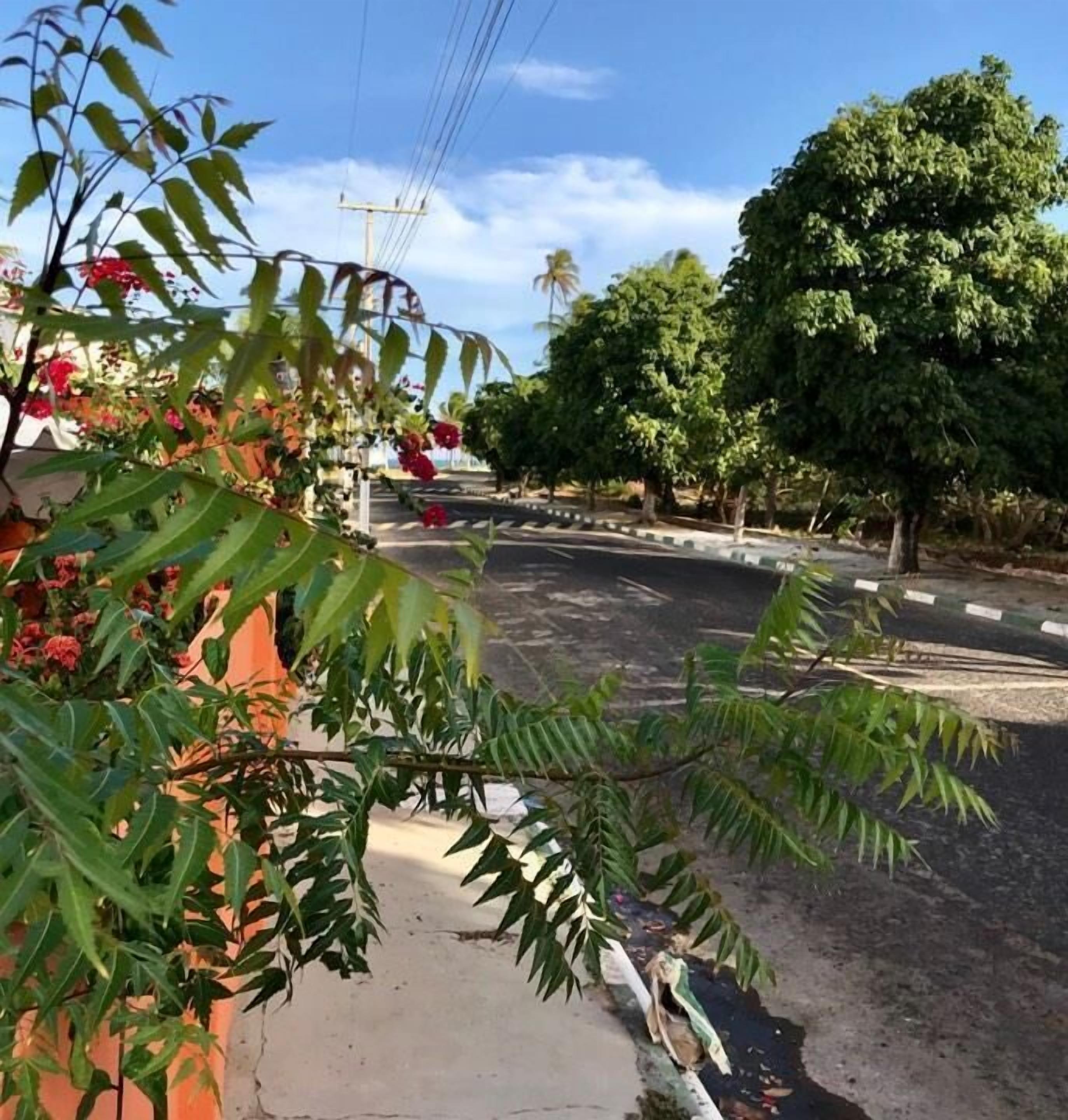 Une rue bordée d’arbres et dotée d’un trottoir.